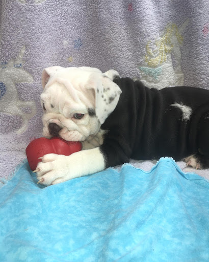 Pet Store «Friendly Pets», reviews and photos, 625 Friendly Center Rd, Greensboro, NC 27408, USA