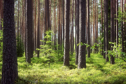 Asociācija 'Latvijas Koks'
