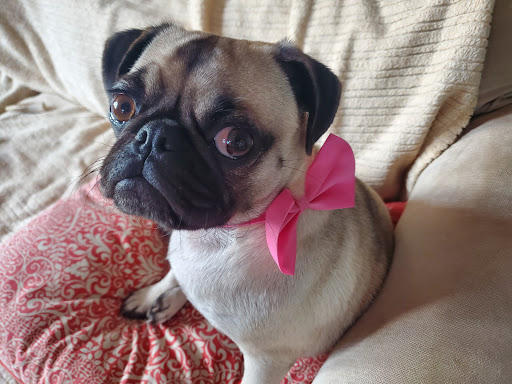 Pet Supply Store «Petco Animal Supplies», reviews and photos, 1209 New Brunswick Ave, Phillipsburg, NJ 08865, USA