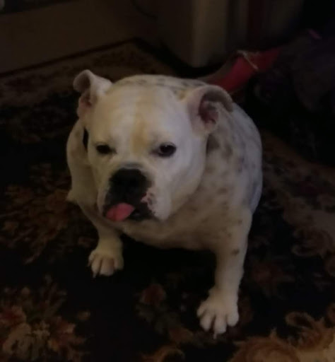 Pet Supply Store «Petco Animal Supplies», reviews and photos, 20111 US-19 #201c, Cranberry Twp, PA 16066, USA