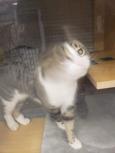 Pet Supply Store «Petco Animal Supplies», reviews and photos, 9645 Skokie Blvd, Skokie, IL 60077, USA