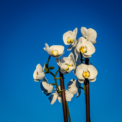 Fountain «Buckingham Fountain», reviews and photos, 301 S Columbus Dr, Chicago, IL 60605, USA