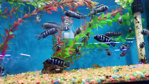 Aquarium «Pacific Aquarium & Plant Inc», reviews and photos, 46 Delancey St #1, New York, NY 10002, USA