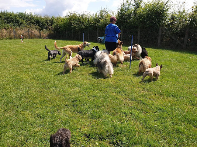 Reviews of Pawsome pups in Reading - Dog trainer