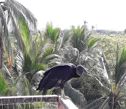 Estero de el Salado photo