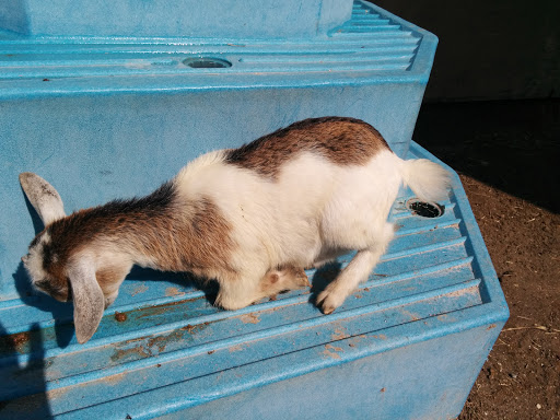 Non-Profit Organization «Big Cat Habitat & Gulf Coast Sanctuary», reviews and photos, 7101 Palmer Blvd, Sarasota, FL 34240, USA