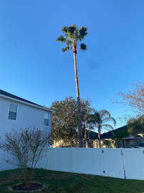 Florida Green Lawn & Tree Service - Photo 3 - Car repair in Lakeland, FL, Lakeland