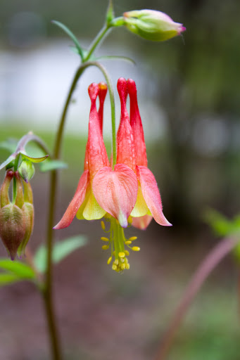 Nature Preserve «Melvin L. Newman Wetlands Center», reviews and photos, 2755 Freeman Rd, Hampton, GA 30228, USA