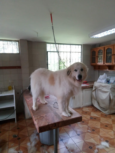 Autolavado perros Quito