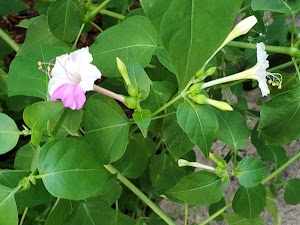 Walnut Springs Park - photo 49