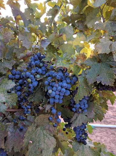 Winery «Pheasant Ridge Winery», reviews and photos, 3507 E County Road 5700, Lubbock, TX 79403, USA