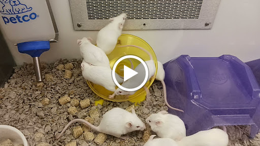 Pet Supply Store «Petco Animal Supplies», reviews and photos, 1815 Newport Blvd b, Costa Mesa, CA 92627, USA