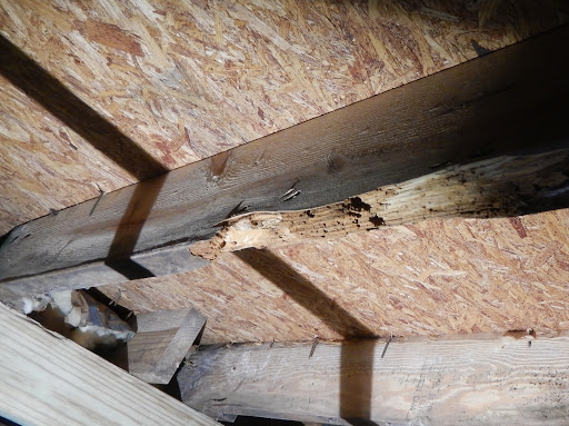 Pest Control Service «Universal Pest & Termite», reviews and photos