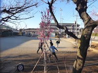 板橋区立成増うめの里公園