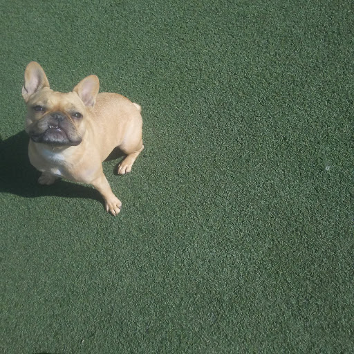 Pet Supply Store «Centinela Feed & Pet Supplies», reviews and photos, 4700 Pacific Coast Hwy, Long Beach, CA 90804, USA