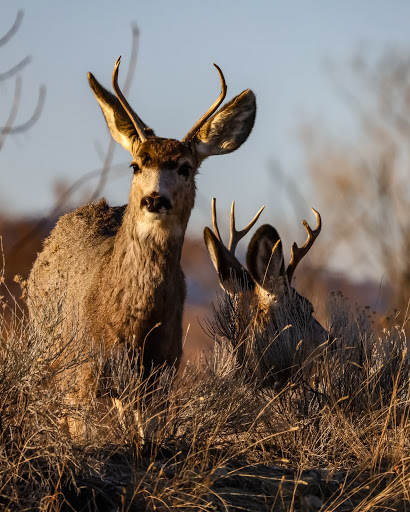 Park «Nature Park», reviews and photos, 2250 Gold Ave, Helena, MT 59601, USA