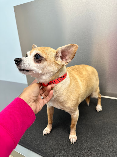 Lopez Animal Clinic image