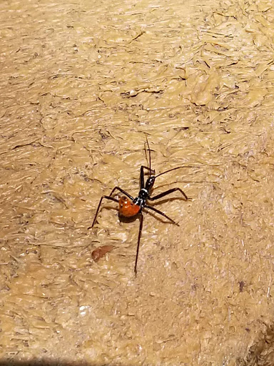 Nature Preserve «Maurice River Bluffs Preserve», reviews and photos, Silver Run Rd, Millville, NJ 08332, USA