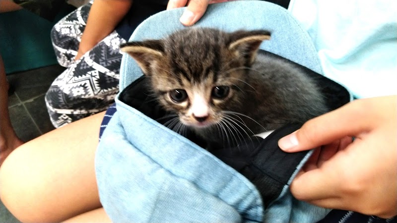 保護猫カフェmeooow 東京都品川区荏原 ペット里親サービス カフェ グルコミ