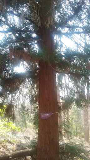 Nature Preserve «Fernbank Forest», reviews and photos, 767 Clifton Rd, Atlanta, GA 30307, USA