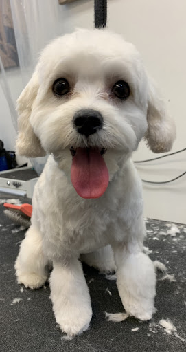 Pet Store «Bow Wow Meow», reviews and photos, 654 Santa Cruz Ave, Menlo Park, CA 94025, USA