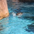Seal and Sea Lion Exhibit