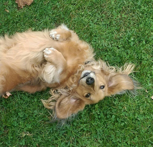 Florist «Green Cottage», reviews and photos, 1204 NY-213, High Falls, NY 12440, USA