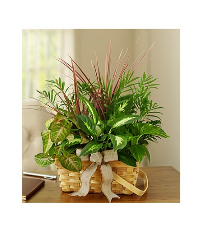 Florist «Spring Flowers & Gifts», reviews and photos, 711 Broadway, Sonoma, CA 95476, USA