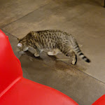 Photo n°5 de l'avis de Elisabetta.a fait le 17/01/2023 à 09:13 sur le  Dr. Cat - Pet Lounge Bistrot à Brescia