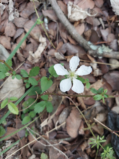 Park «Culebra Creek Park», reviews and photos, 10919 Westwood Loop, San Antonio, TX 78254, USA