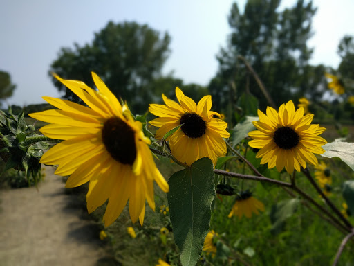 Nature Preserve «Bruce Vento Nature Sanctuary», reviews and photos, 4th St E, St Paul, MN 55106, USA