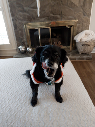 Pet Groomer «U Dirty Dog», reviews and photos, 232 Stevens Entry, Peachtree City, GA 30269, USA