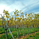 Photo n°3 de l'avis de P... fait le 11/11/2021 à 21:58 sur le  Schwarzwaldperle à Sasbachwalden