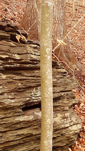 Nature Preserve «Wolf Rock Nature Preserve», reviews and photos, 251 Clover Mill Rd, Storrs, CT 06268, USA