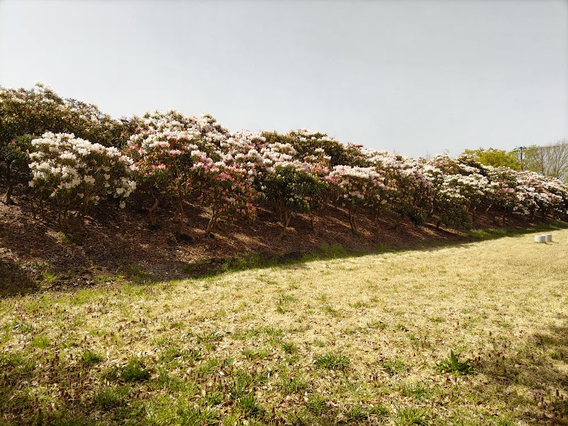 東公園石楠花の丘