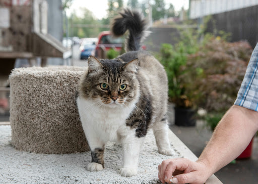 Moving and Storage Service «Priestley and Sons Moving & Storage, Inc.», reviews and photos, 2255 NW Birdsdale Ave, Gresham, OR 97030, USA