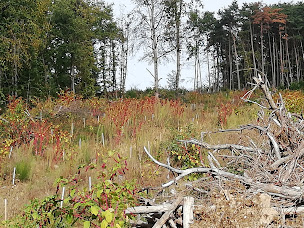 Photo n°3 de CFBL coopérative Forestière - agence Thiers à Thiers ()