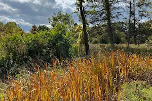 Wolf Road Prairie Nature Preserve image