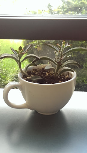 Coffee Shop «Adbibo Coffee Company LLC», reviews and photos, 10825 Midlothian Turnpike #105, Richmond, VA 23235, USA