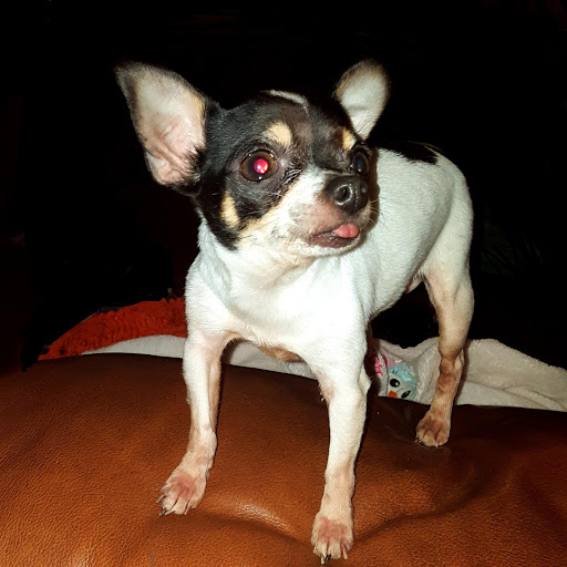 Performing Arts Theater «NYCB Theatre at Westbury», reviews and photos, 960 Brush Hollow Rd, Westbury, NY 11590, USA