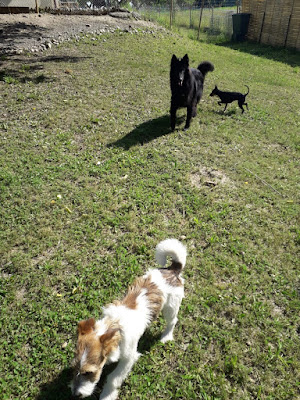 Univers chien à Scientrier