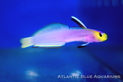 Aquarium «Atlantic Blue Aquariums», reviews and photos, 801 Northlake Blvd, North Palm Beach, FL 33408, USA