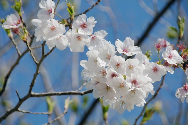 下町きせつの公園