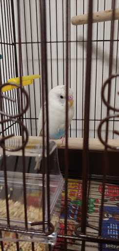 Pet Supply Store «PetSmart», reviews and photos, 1561 N Dysart Rd, Avondale, AZ 85323, USA