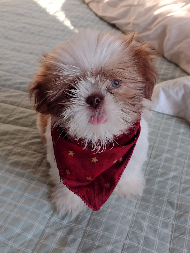 Policlínica Veterinária Portinari em São Paulo - SP