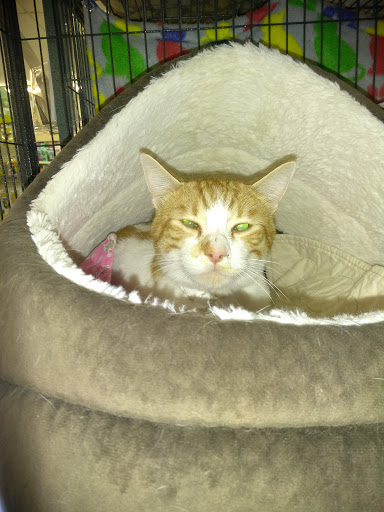 Pet Supply Store «Pet Supplies Plus», reviews and photos, 5708 State St, Saginaw, MI 48603, USA