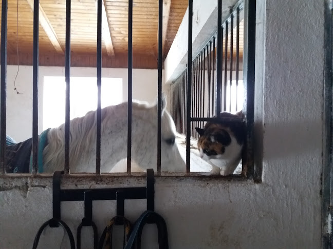 Comentarii opinii despre Clinica Veterinara Fulgervet