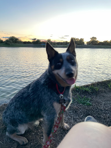 Golf Course «Cowan Creek Golf Club», reviews and photos, 1433 Cool Spring Way, Georgetown, TX 78633, USA