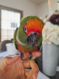 LA Bird Sitting & Boarding by Elle - Photo 7 - Car repair in Los Angeles, CA, Los Angeles