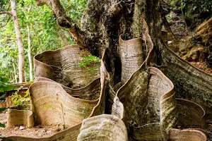 Sakishima Sappanwood Tree image